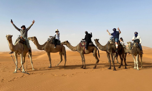 Balade à dos de chameau et découverte du Sahara